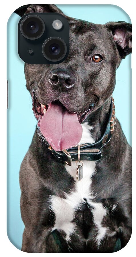 Dog iPhone Case featuring the photograph Ripley_6469 by Pit Bull Headshots by Headshots Melrose