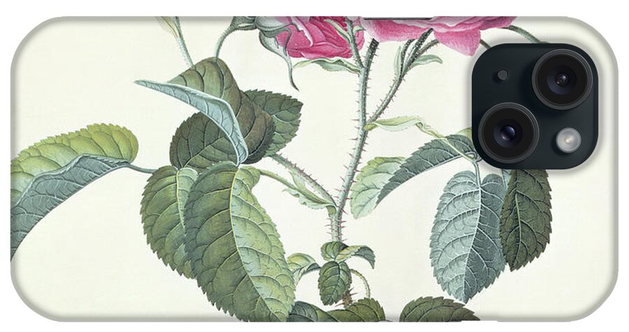Rose iPhone Case featuring the painting Rose Dutch hundred-leaved Rose by Georg Dionysius Ehret