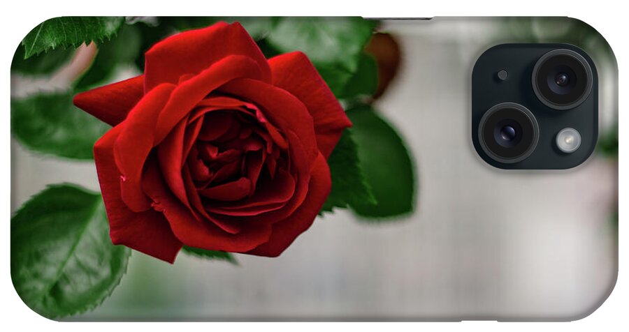 Winterpacht iPhone Case featuring the photograph Roses in the City Park #1 by Miguel Winterpacht