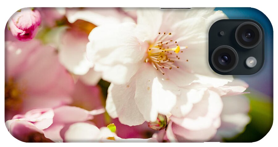 Flowers iPhone Case featuring the photograph Sakura Blossoms Pink Cherry Artmif.lv #1 by Raimond Klavins