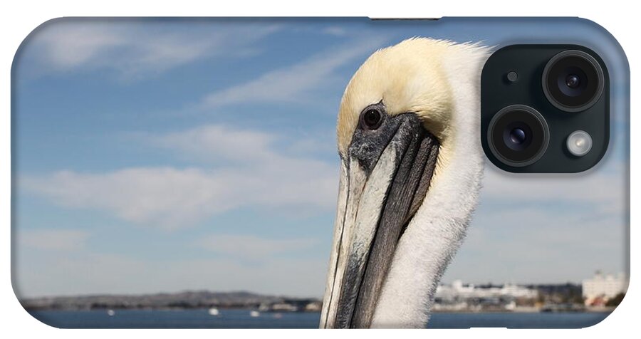 San Diego iPhone Case featuring the photograph San Diego Pelican #1 by Henrik Lehnerer
