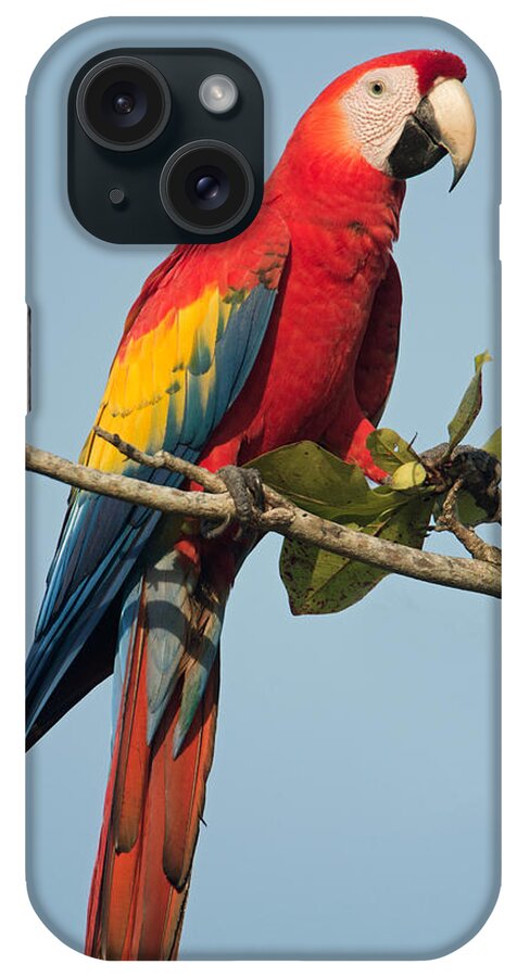 Photography iPhone Case featuring the photograph Scarlet Macaw Ara Macao, Tarcoles #1 by Panoramic Images