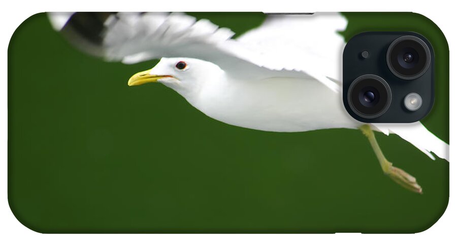 Seagull iPhone Case featuring the photograph Seagull at the Fjord #1 by KG Thienemann