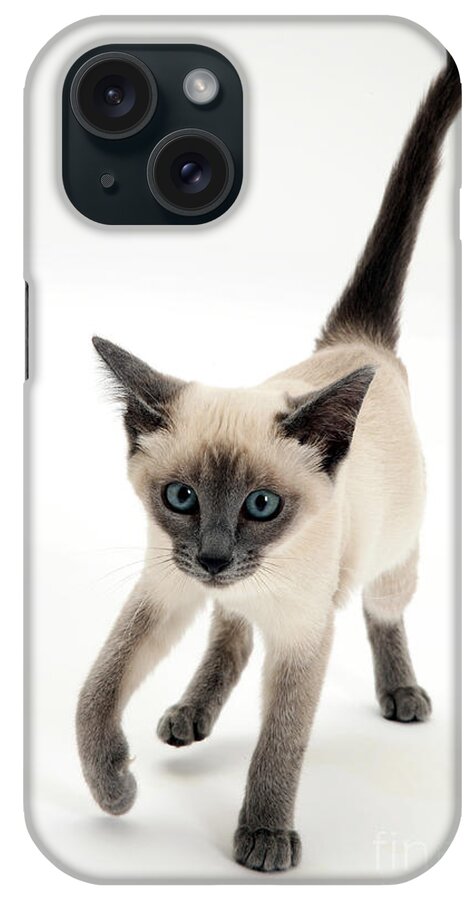 Animal iPhone Case featuring the photograph Siamese Kitten #1 by Jane Burton