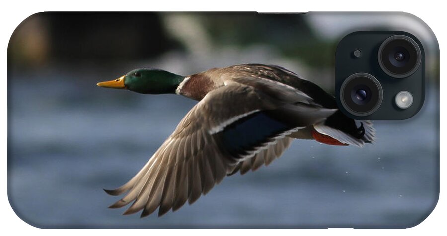Duck In Flight iPhone Case featuring the photograph Solo Flight #1 by David Barker
