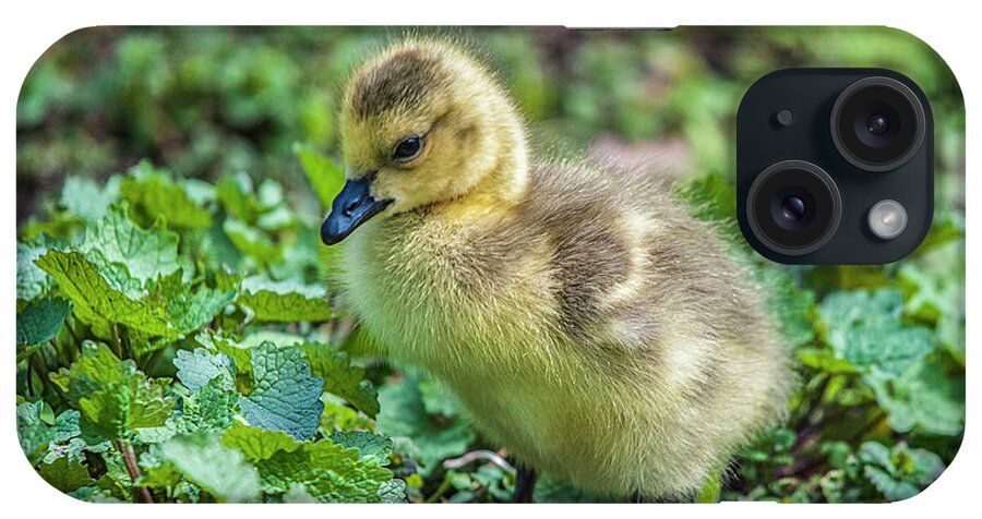 Gosling iPhone Case featuring the photograph Spring Baby #1 by Cathy Kovarik