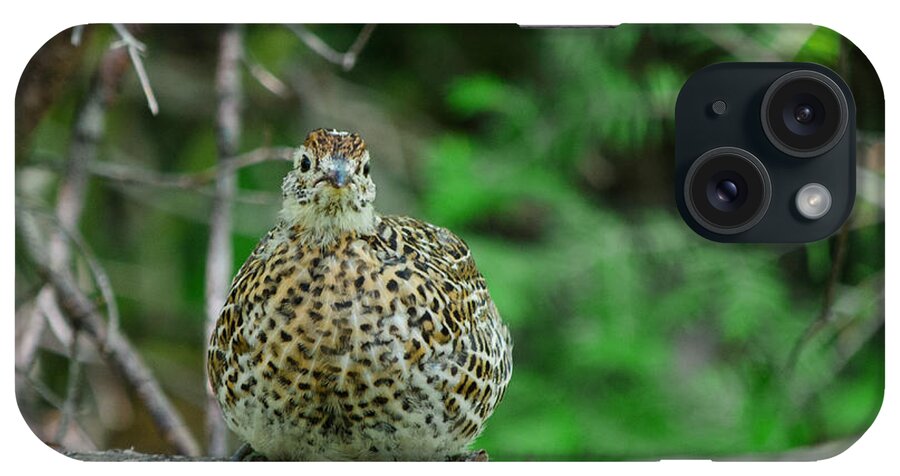 Spruce Grouse iPhone Case featuring the photograph Spruce Grouse #1 by James Petersen