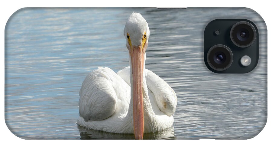 American White Pelican iPhone Case featuring the photograph Straight On #1 by Fraida Gutovich