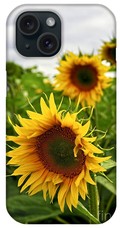 Sunflower iPhone Case featuring the photograph Sunflower field 4 by Elena Elisseeva