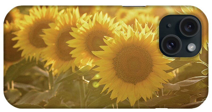 Sunflower iPhone Case featuring the photograph Sunflower Sunrise #1 by Eilish Palmer