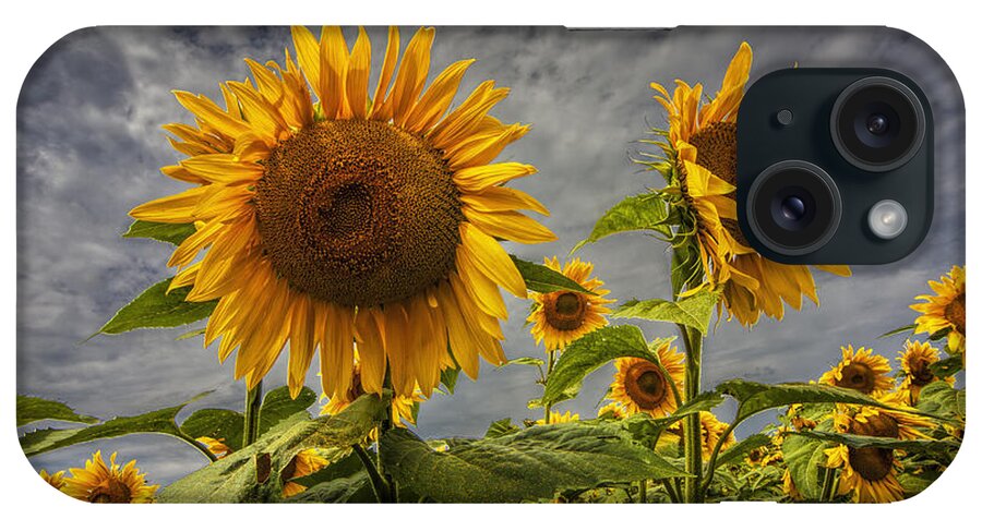 Sunflower iPhone Case featuring the photograph Sunflowers Blooming in a Field #1 by Randall Nyhof