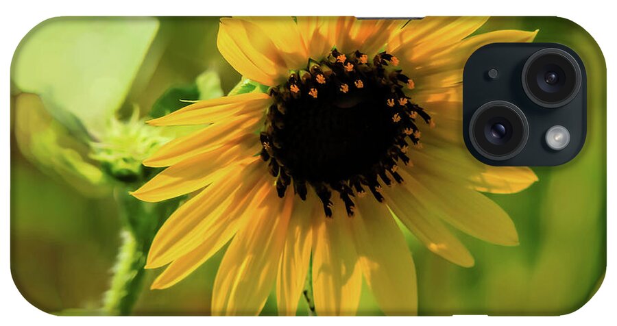 Flower iPhone Case featuring the photograph Sunlit Flower #1 by JB Thomas