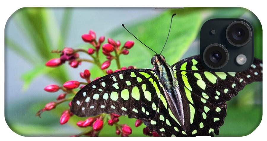 Tailed Green Jay Butterfly iPhone Case featuring the photograph Tailed Green Jay Butterfly #2 by Saija Lehtonen