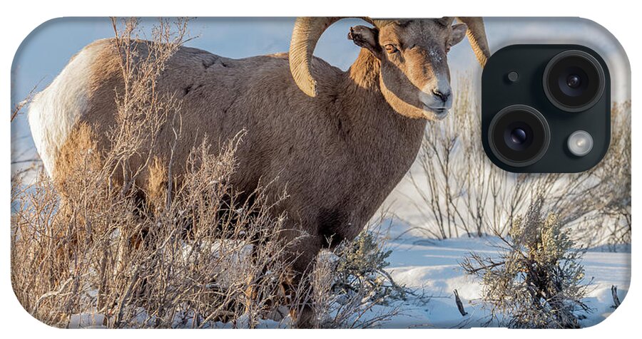 Big-horned Sheep iPhone Case featuring the photograph The Christmas Gift #1 by Yeates Photography
