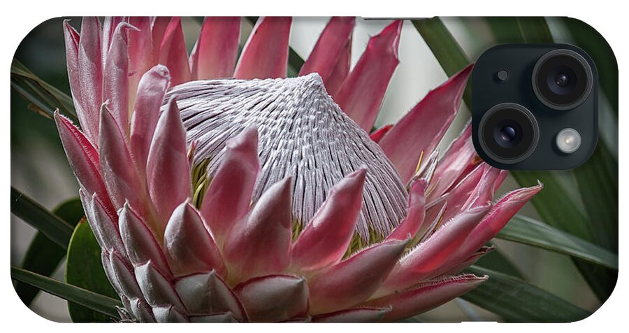 Protea iPhone Case featuring the photograph The King of Proteas #1 by Shirley Mitchell