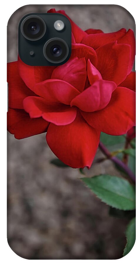Rose iPhone Case featuring the photograph The Rose #1 by Ernest Echols