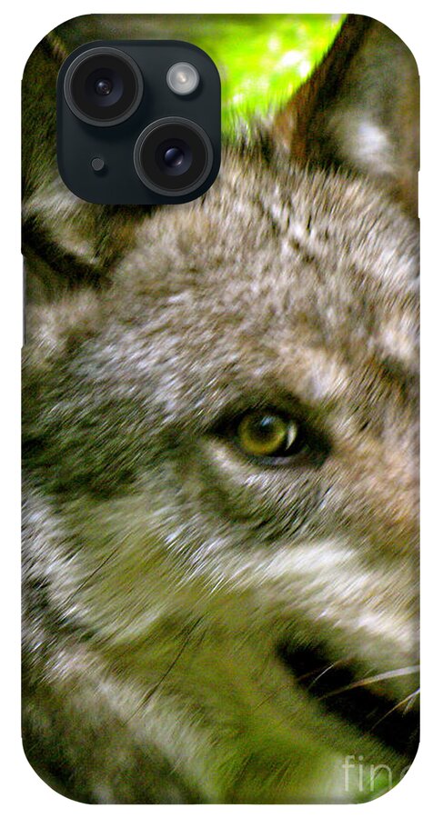 Wild Wolves Group A iPhone Case featuring the photograph The Wild Wolve Group A #1 by Debra   Vatalaro
