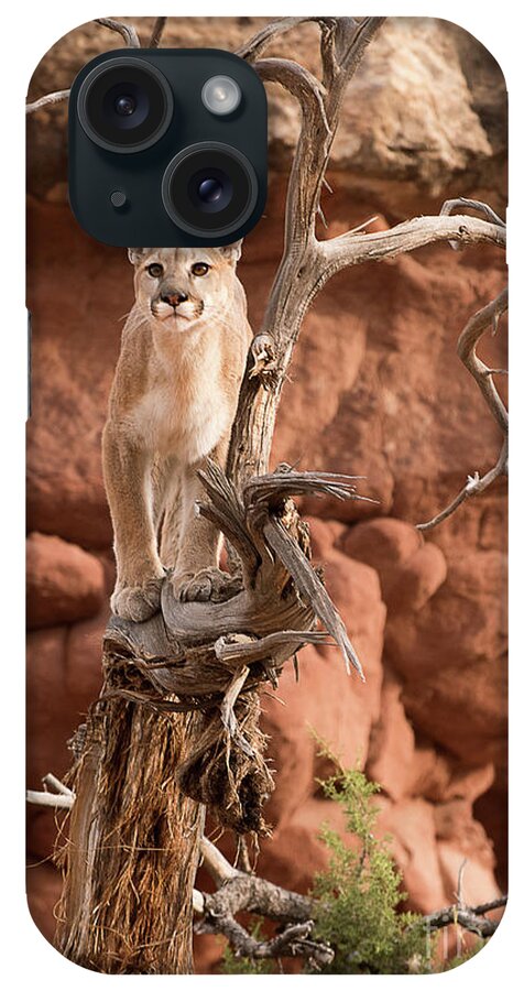 Mammal iPhone Case featuring the photograph Treed Mountain Lion #1 by Dennis Hammer