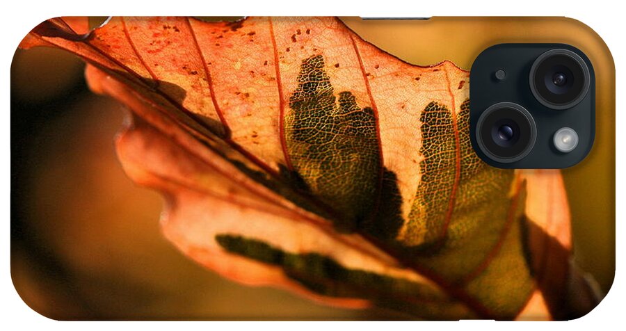 Fall iPhone Case featuring the photograph Tri-Color Beech in Autumn #1 by Angela Rath