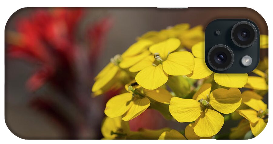 Blooms iPhone Case featuring the photograph Wallflower #1 by Robert Potts