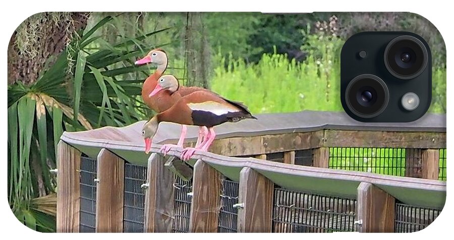 Whistling Ducks iPhone Case featuring the photograph Whistling Ducks #1 by Farol Tomson