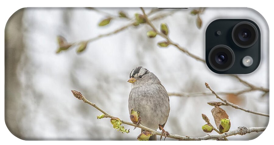 White-crowned iPhone Case featuring the photograph White-crowned Sparrow #1 by Tam Ryan