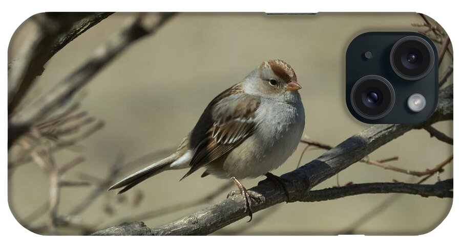 White Crowned Sparrow iPhone Case featuring the photograph White-Crowned Sparrow    by Holden The Moment