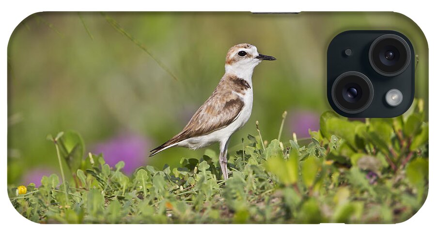 White-faced Plover iPhone Case featuring the photograph White-faced Plover #1 by Martin Hale/FLPA