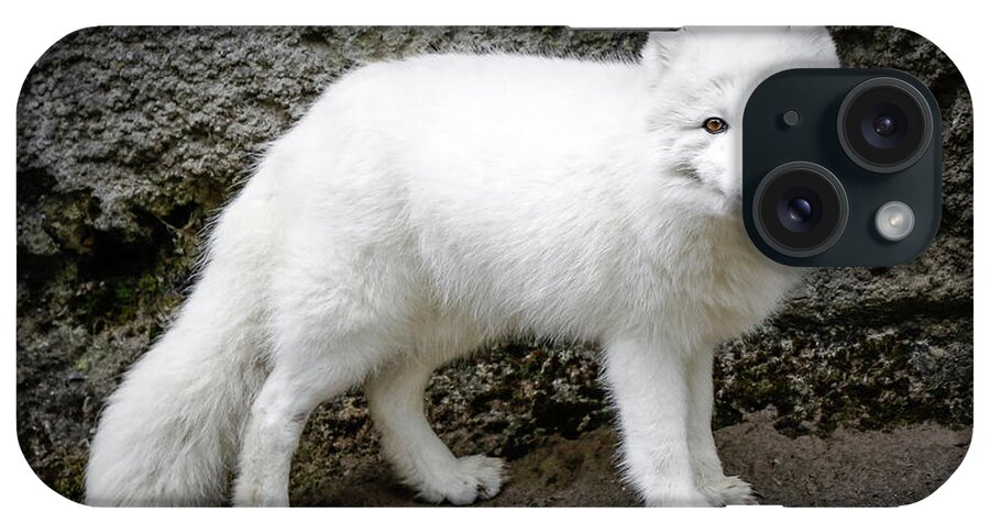 Arctic Fox iPhone Case featuring the photograph White Fox III #1 by Athena Mckinzie
