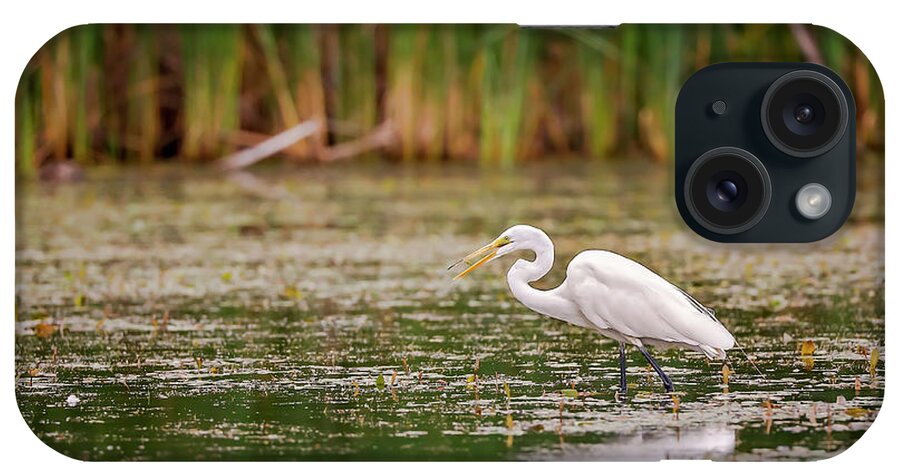 Animal iPhone Case featuring the photograph White, Great Egret #1 by Peter Lakomy