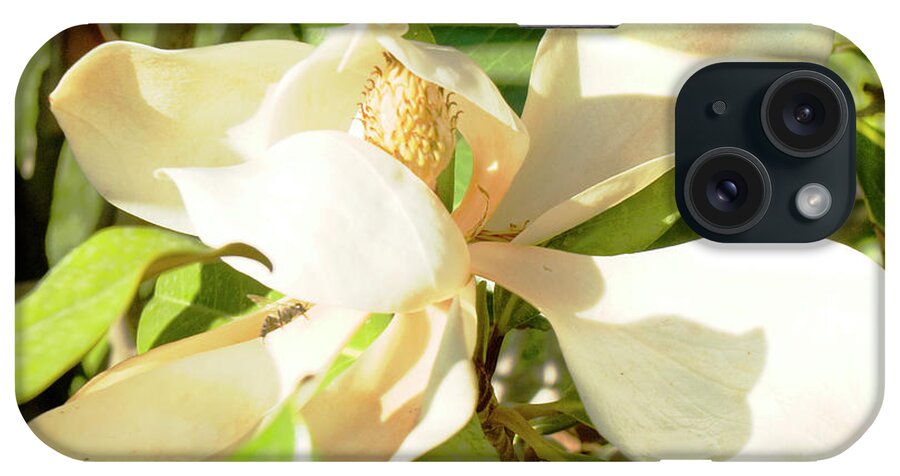 Magnolia iPhone Case featuring the photograph White magnolia #1 by Irina Afonskaya