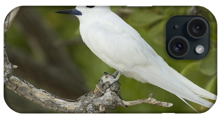 00429704 iPhone Case featuring the photograph White Tern Midway Atoll Hawaiian #1 by Sebastian Kennerknecht