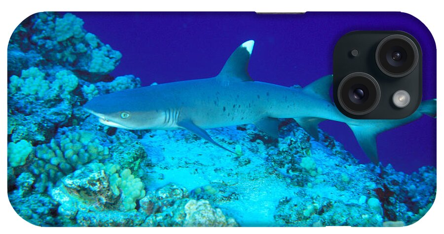 Above iPhone Case featuring the photograph Whitetip Reef Shark #1 by Dave Fleetham - Printscapes