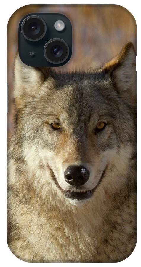 Wolf iPhone Case featuring the photograph Wild Wolf Portrait #1 by Mark Miller