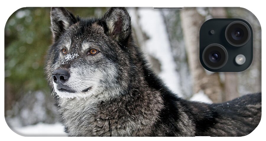 Wolf iPhone Case featuring the photograph Wolf Portrait #2 by Scott Read