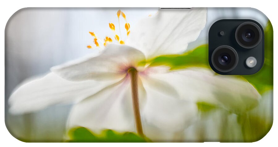 Abstract iPhone Case featuring the photograph Wood anemone spring wild flower abstract #1 by Dirk Ercken
