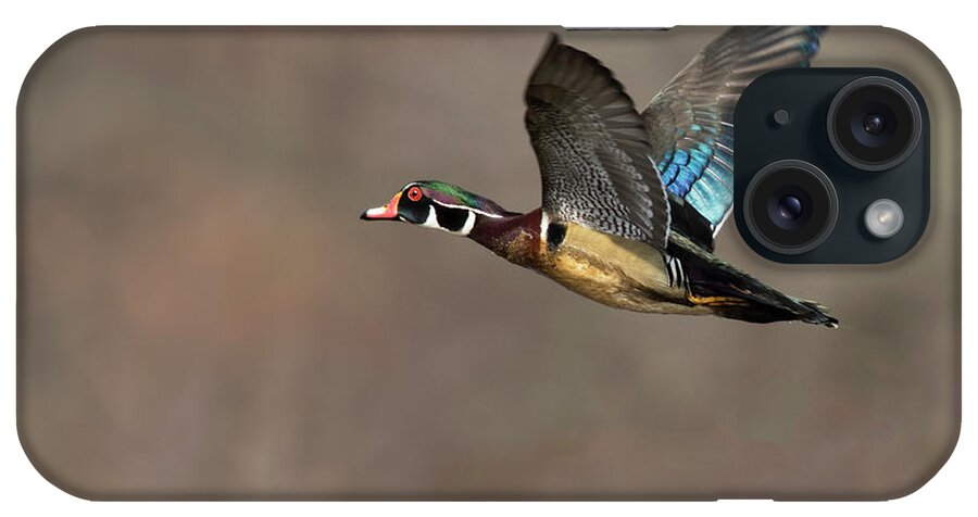 Duck iPhone Case featuring the photograph Wood Duck Flight #2 by Art Cole