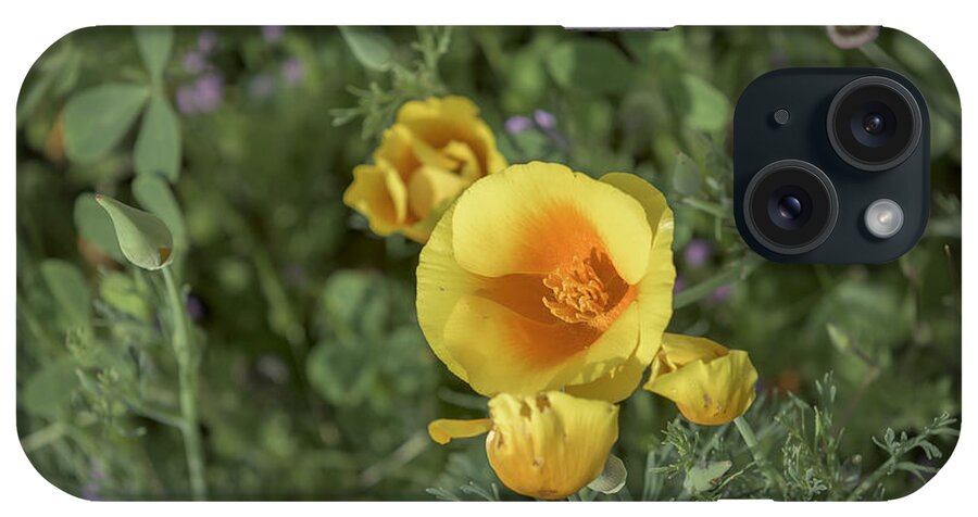 California iPhone Case featuring the photograph Yellow and Orange Poppy #2 by Jim Thompson