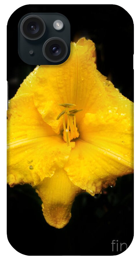Lily iPhone Case featuring the photograph Yellow Lily #1 by Kevin Fortier