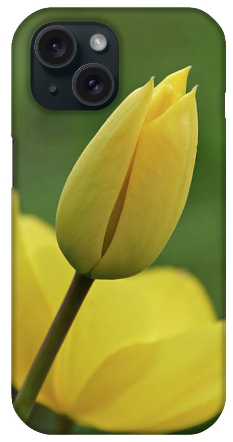 Tulips iPhone Case featuring the photograph Yellow Tulips #1 by Sandy Keeton