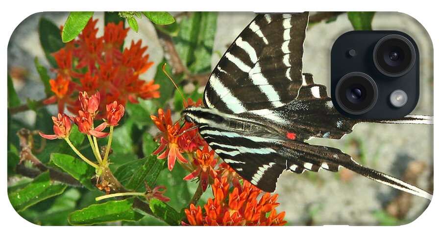 Nature iPhone Case featuring the photograph Zebra Swallowtail #1 by Peggy Urban