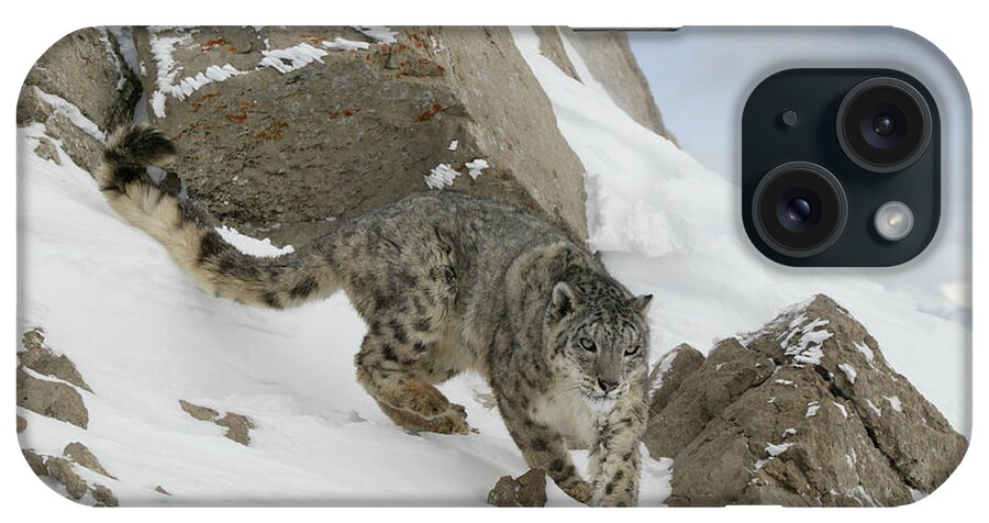 Snow Leopard iPhone Case featuring the photograph Snow Leopard #10 by Jean-Louis Klein & Marie-Luce Hubert