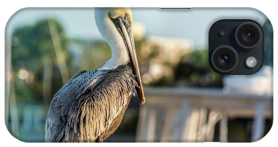 Pelican iPhone Case featuring the photograph 10875 Brown Pelican by Pamela Williams