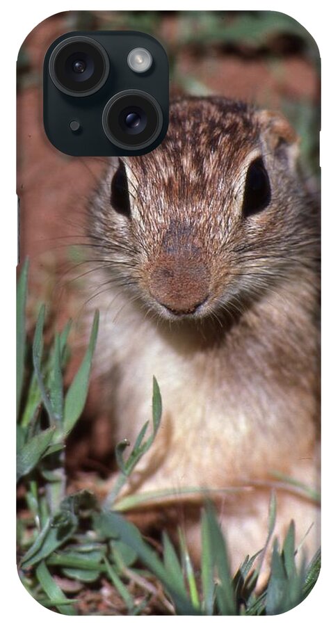 Ground Squirrel iPhone Case featuring the photograph I'm Too Cute by Buck Buchanan