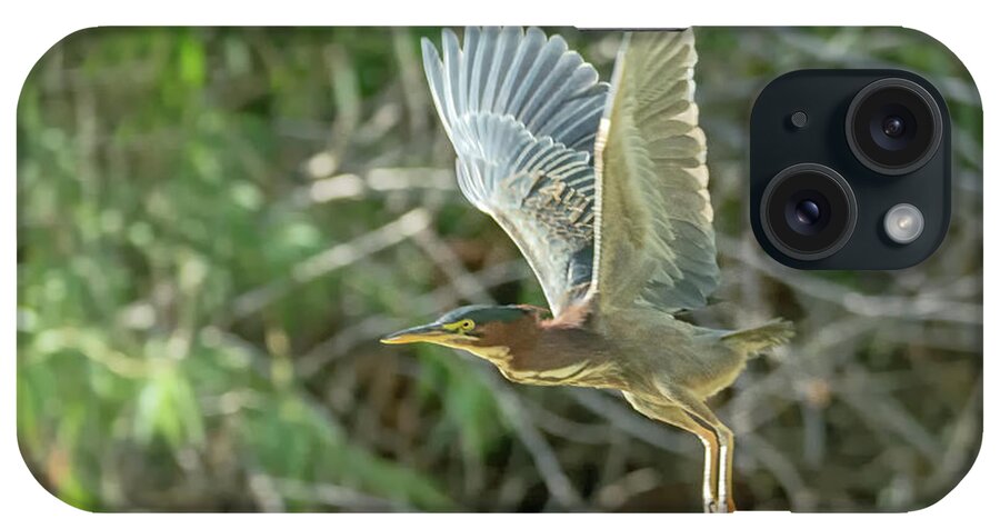 Green iPhone Case featuring the photograph Green Heron #14 by Tam Ryan