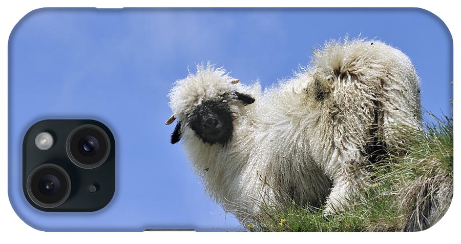 Walliser Schwarznase iPhone Case featuring the photograph Valais Blacknose Sheep by Arterra Picture Library
