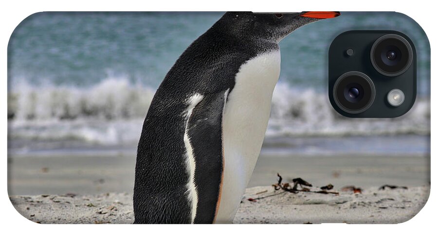 Gentoo Penguins Falkland Islands iPhone Case featuring the photograph Gentoo Penguins Falkland Islands #17 by Paul James Bannerman