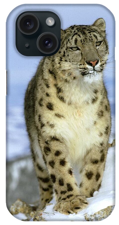 Snow Leopard iPhone Case featuring the photograph Snow Leopard #17 by Jean-Louis Klein & Marie-Luce Hubert