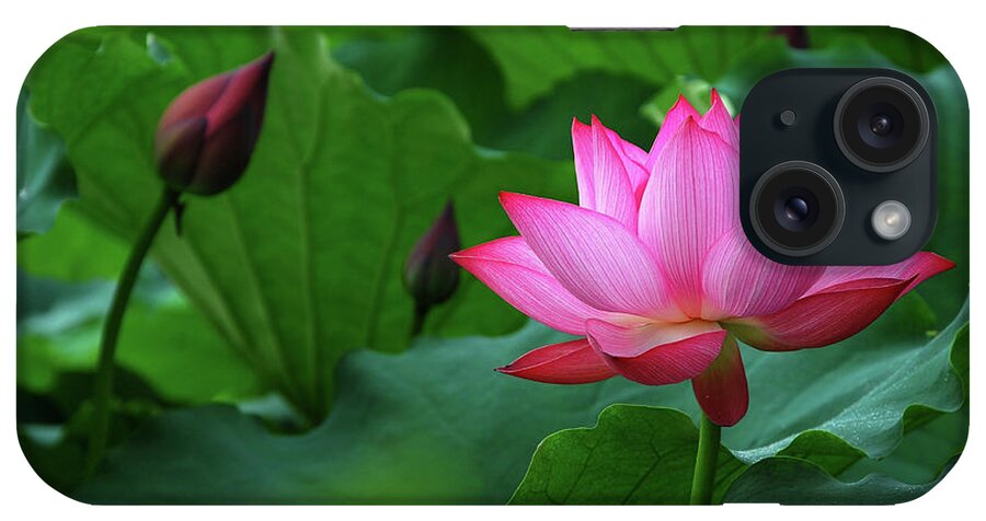 Lotus iPhone Case featuring the photograph Blossoming lotus flower closeup #18 by Carl Ning