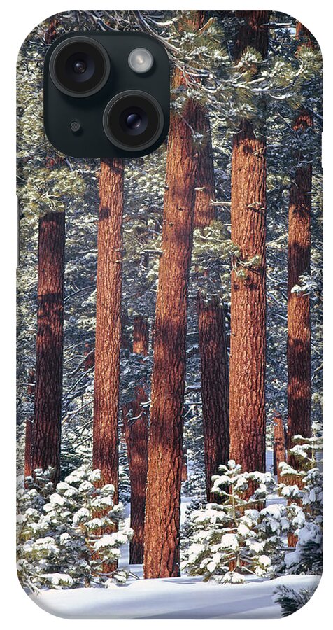Pine Trees iPhone Case featuring the photograph 1M6208 Pine Trees in Winter by Ed Cooper Photography